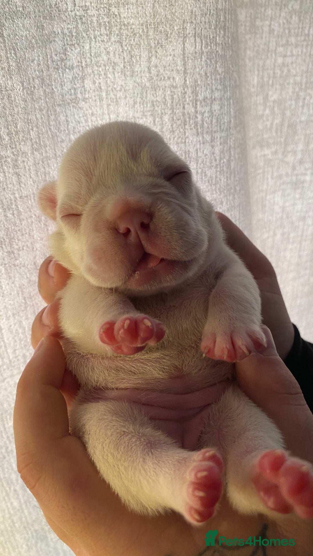 French Bulldog dogs for sale: Meet Timmy  - Advert 3