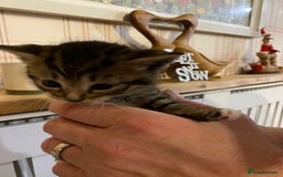 Mixed Breed cats for sale: Male tabby and Calico female  - Advert 6
