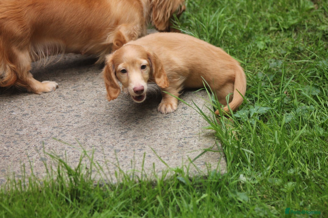 Dachshund dogs for sale: KC beautiful cream dachshund miniature long haired - Image 9