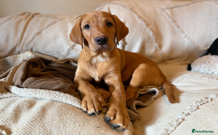 Labrador Retriever dogs in Houghton le Spring - Advert 7