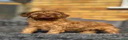 Cockapoo dogs for sale: Last female left apricot LICENSED BREEDER - Advert 10