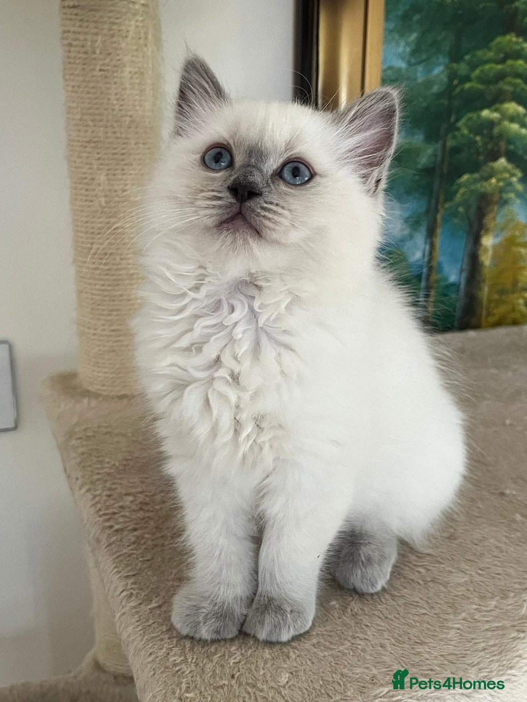 Ragdoll cats for sale: PURE BREED RAGDOLLS 2 LEFT!  - Advert 6