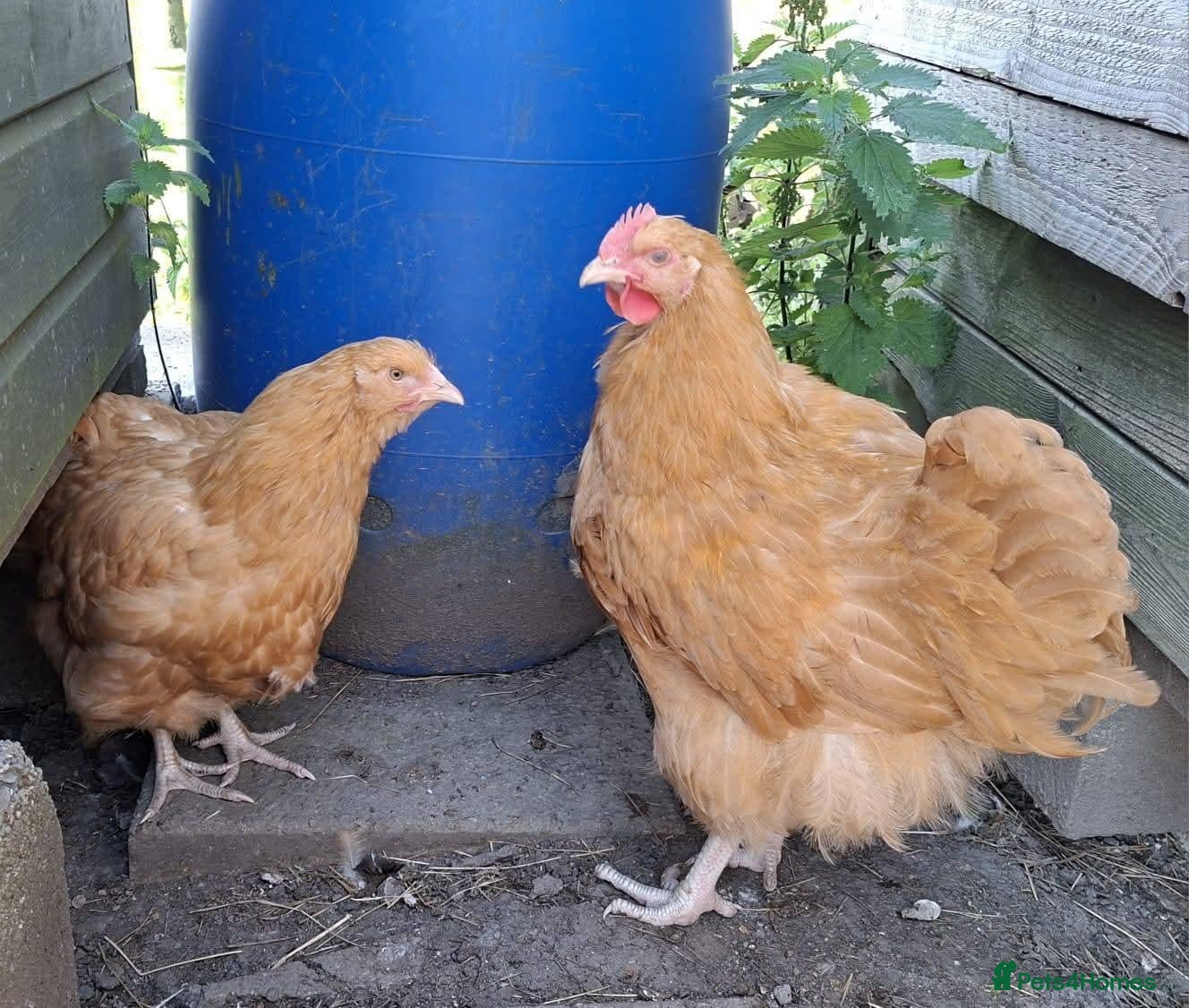 Chickens poultry Big Beautiful Buff Orpington Cockerels  - Advert 12