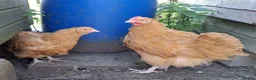 Chickens poultry for sale: Big Beautiful Buff Orpington Cockerels  in Alfreton - Advert 1