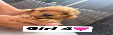 Cavapoo 7