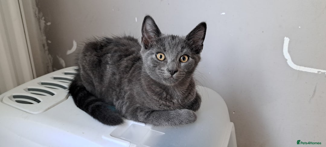 Russian Blue cats for sale: Adorable Russian Blue X Chantilly Tiffany Kittens! - Image 8