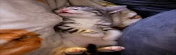 Savannah cats for sale: Savannah mixed kittens - Advert 2
