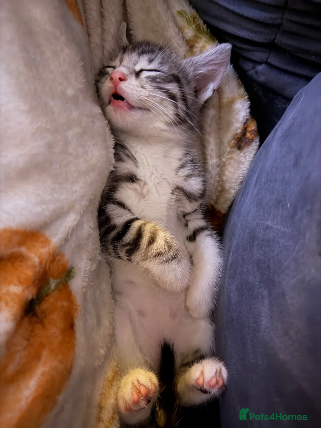 Savannah cats for sale: Savannah mixed kittens - Advert 2