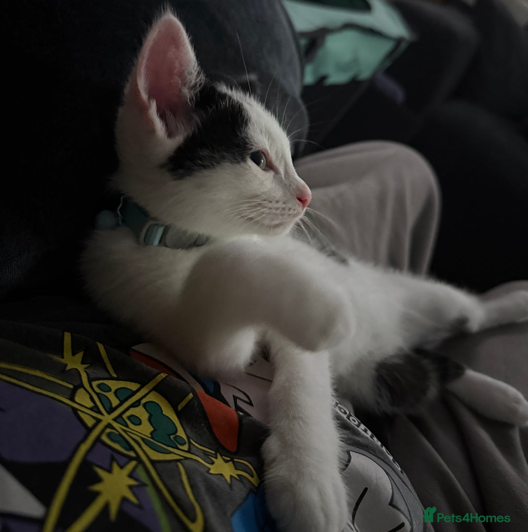 Domestic Shorthair cats for sale: Neo & Luca - Two Male Kittens 11 weeks old(Bonded) - Image 3
