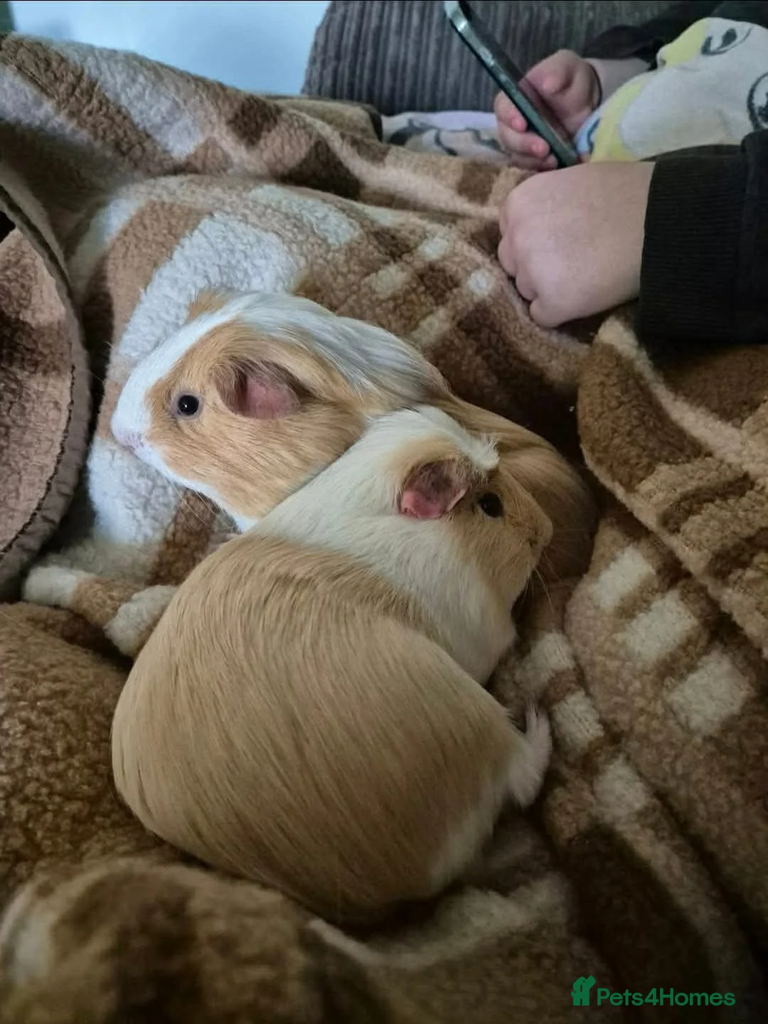 Guinea Pig rodents for sale: 2 boars needing new home FREE in Waterlooville - Advert 2