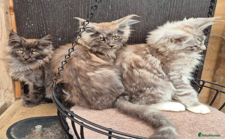 Maine Coon cats - Advert 3
