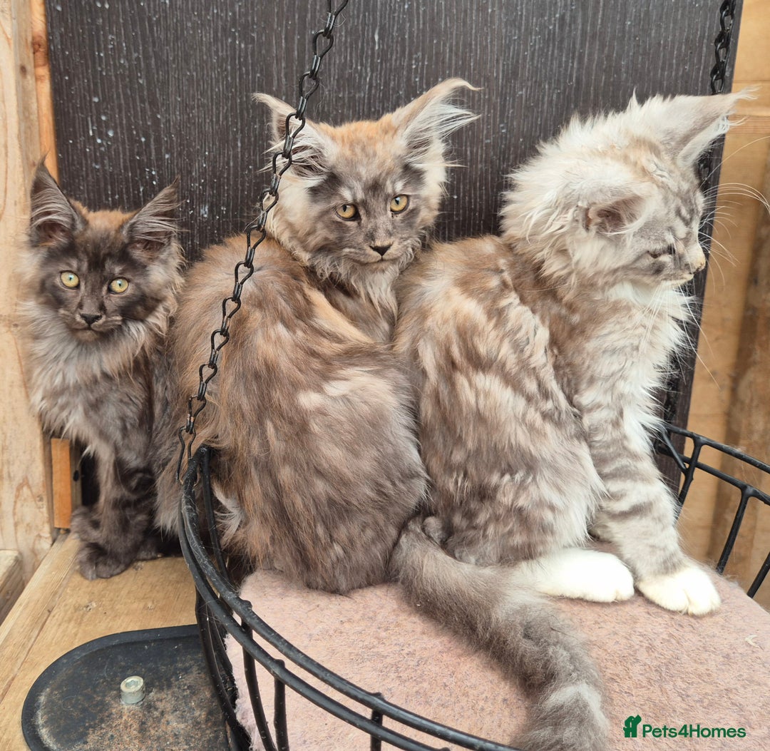 Maine Coon cats for sale: Maine coon kittens  - Image 1