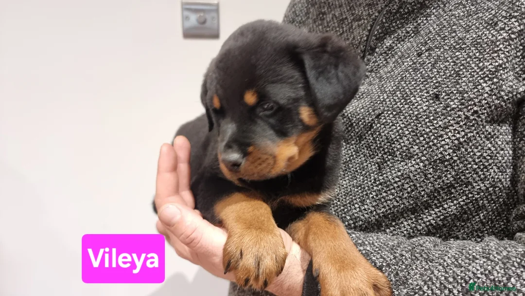 Rottweiler dogs for sale: ONLY 1 BOY LEFT Champion Bloodline KC Rottweilers - Advert 22
