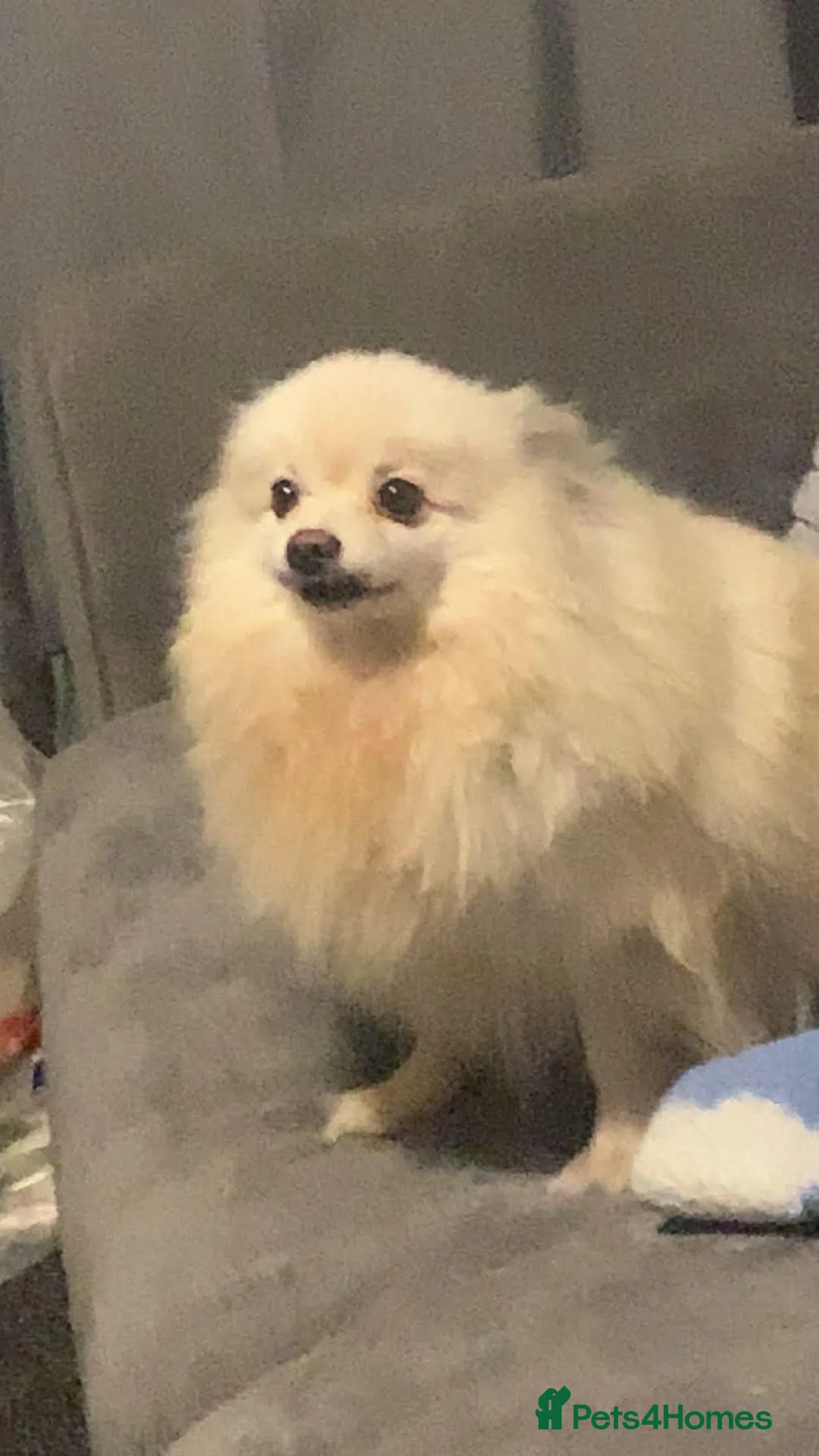 Pomeranian dogs for sale: Pomeranian for sale in Barnsley - Advert 2