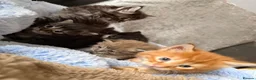 Maine Coon cats for sale: READY TO GO🏡🏡 Gaint mainecoon babies - Advert 28