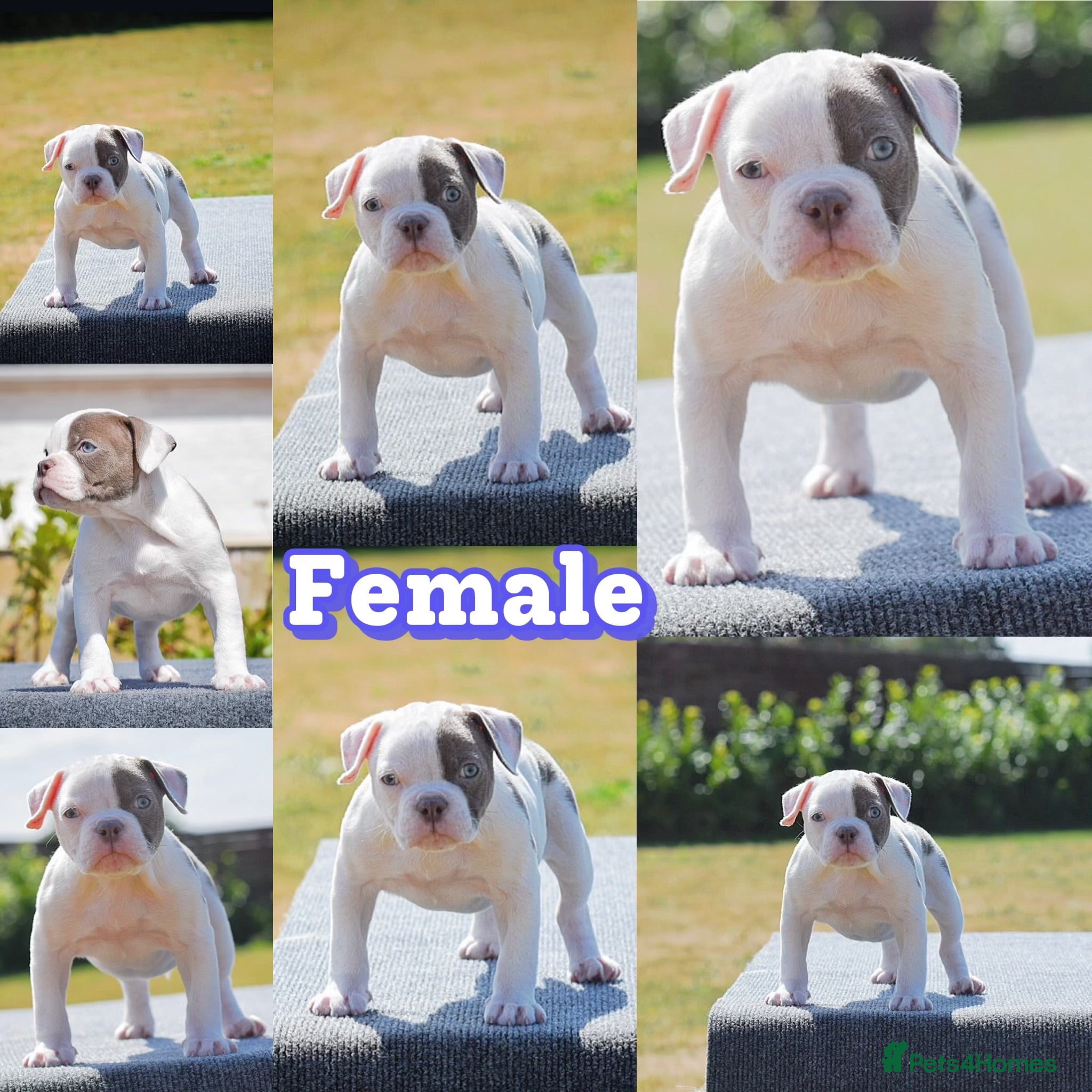 Olde English Bulldogge dogs 23❤️YEARS❤️5⭐️RATED❤️LICENSED❤️PROFESSIONALS❤️ - Advert 21