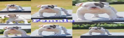 Olde English Bulldogge dogs for sale: 23❤️YEARS❤️5⭐️RATED❤️LICENSED❤️PROFESSIONALS❤️ - Advert 1