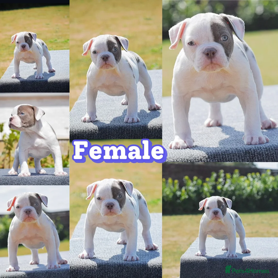 Olde English Bulldogge dogs for sale: 23❤️YEARS❤️5⭐️RATED❤️LICENSED❤️PROFESSIONALS❤️ - Advert 1