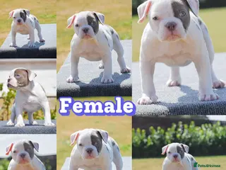 Olde English Bulldogge dogs 23❤️YEARS❤️5⭐️RATED❤️LICENSED❤️PROFESSIONALS❤️ - Advert 4