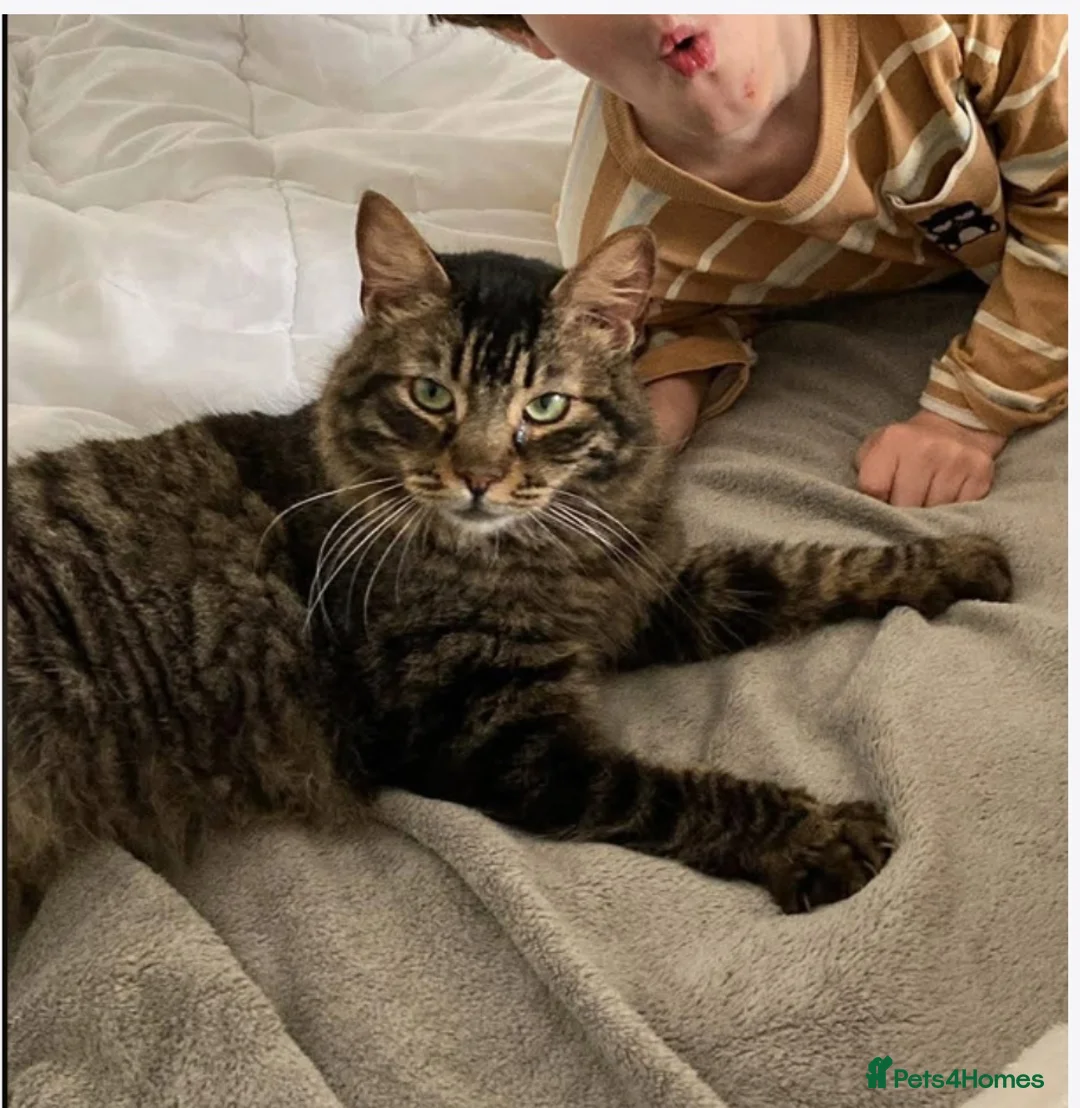 Mixed Breed cats for adoption: Family loving Tiggy is looking for a home - Advert 1