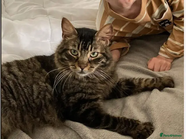 Mixed Breed cats for adoption: Family loving Tiggy is looking for a home - Advert 1