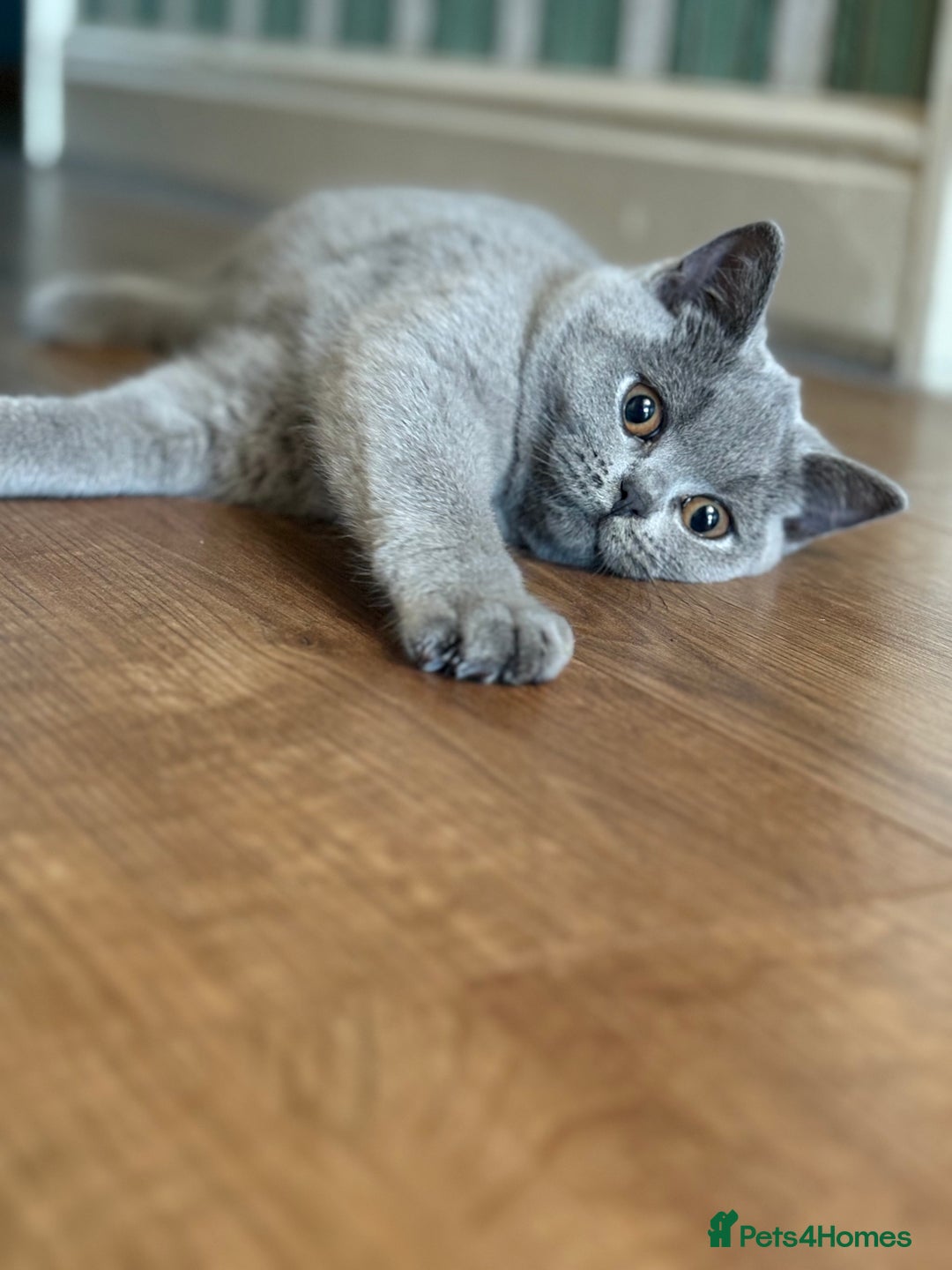 British Shorthair cats for sale: British Shorthair kitten - Advert 2