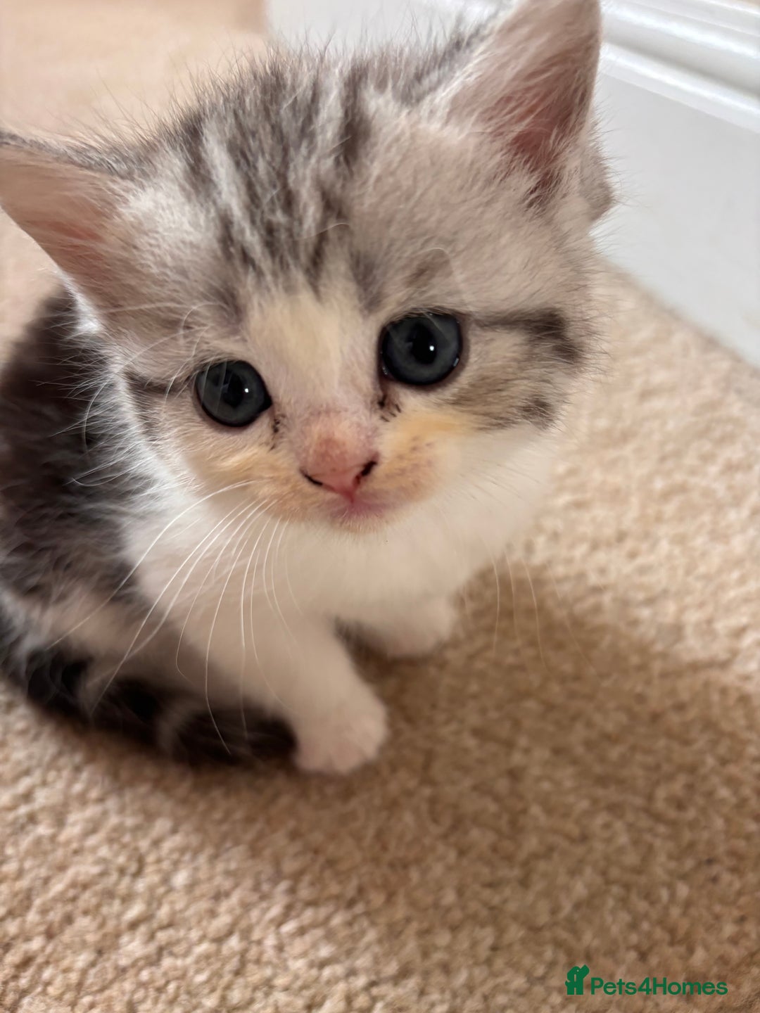 Persian cats for sale: SOLD  in Leeds - Image 3