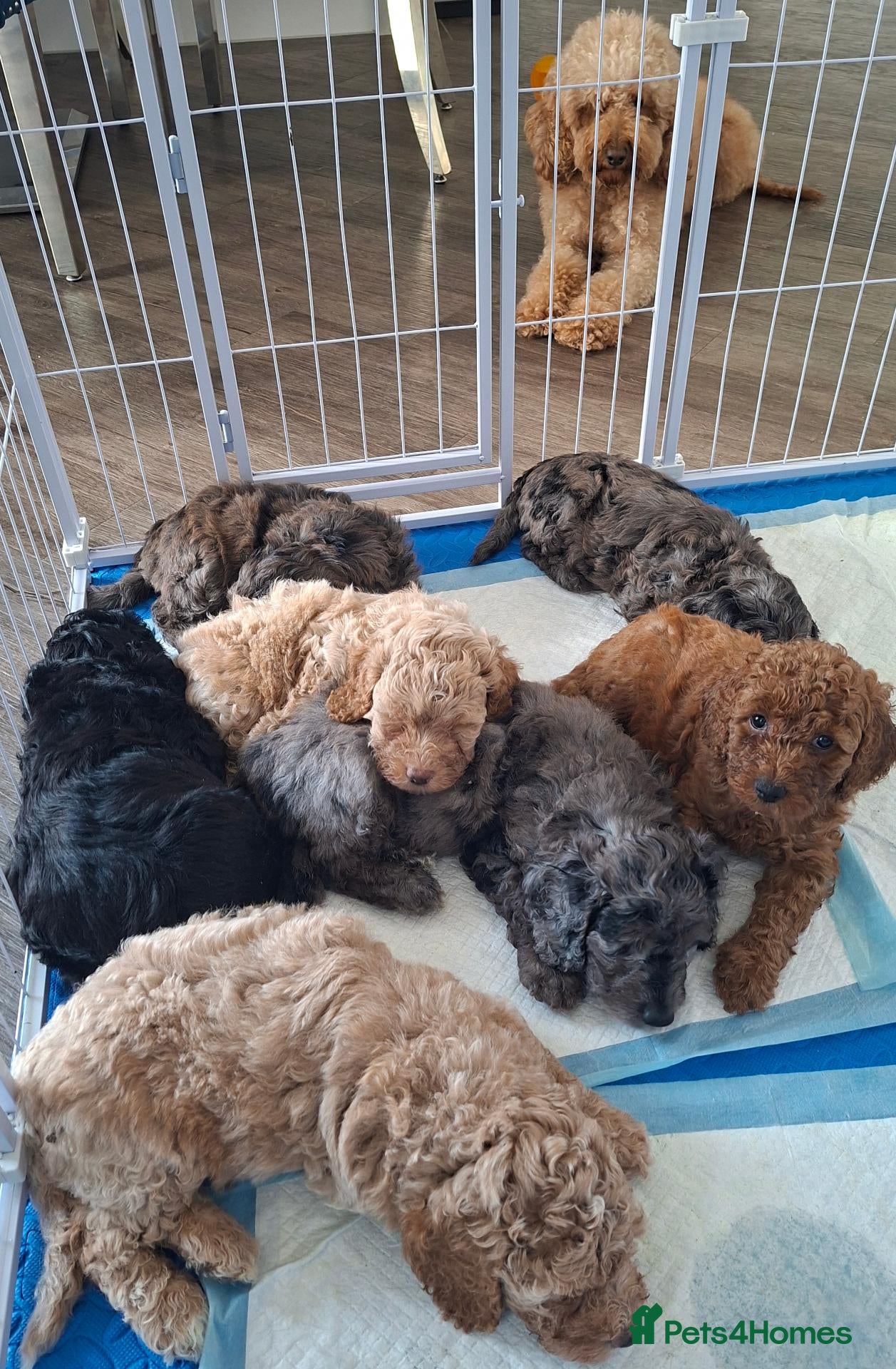 Cockapoo dogs Stunning Rainbow Litter of Cockapoo Puppies - Advert 3