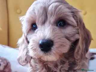 Cavapoo dogs 1 BOY LEFT!!! Beautiful 6 Cavapoo puppies - Advert 10