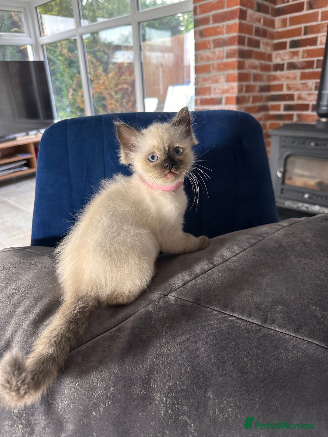 Ragdoll cats for sale: Now reserved  - Advert 6