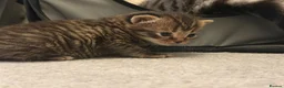 Scottish Fold cats for sale: Scottish Fold Kittens for Sale - Advert 14