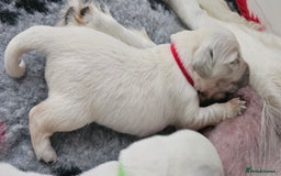 Golden Retriever dogs for sale: GOLDEN RETRIEVER PUPPIES - you will fall in love  - Image 8