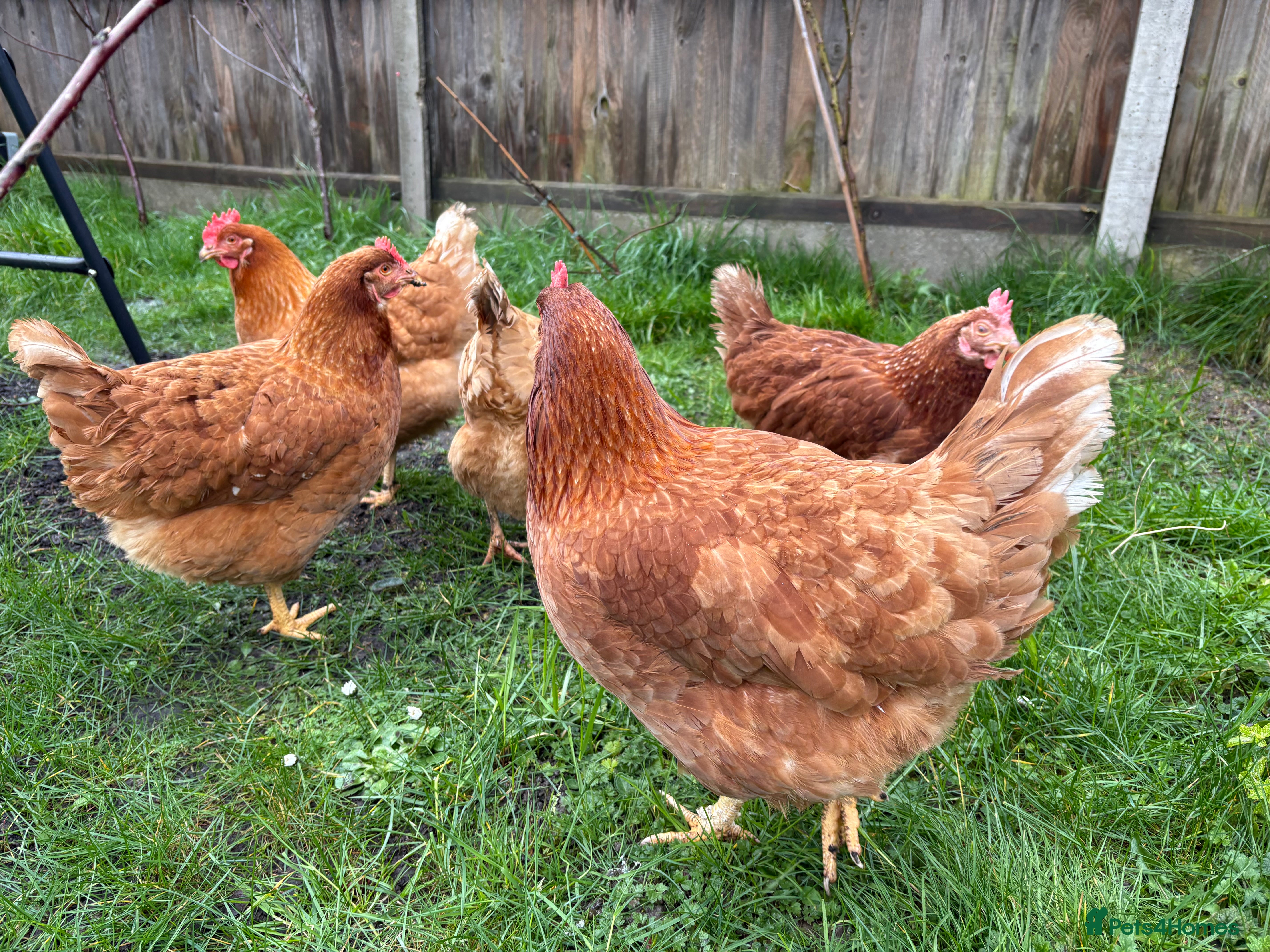 Chickens poultry 5 very large hybird hens  in Thetford - Advert 3
