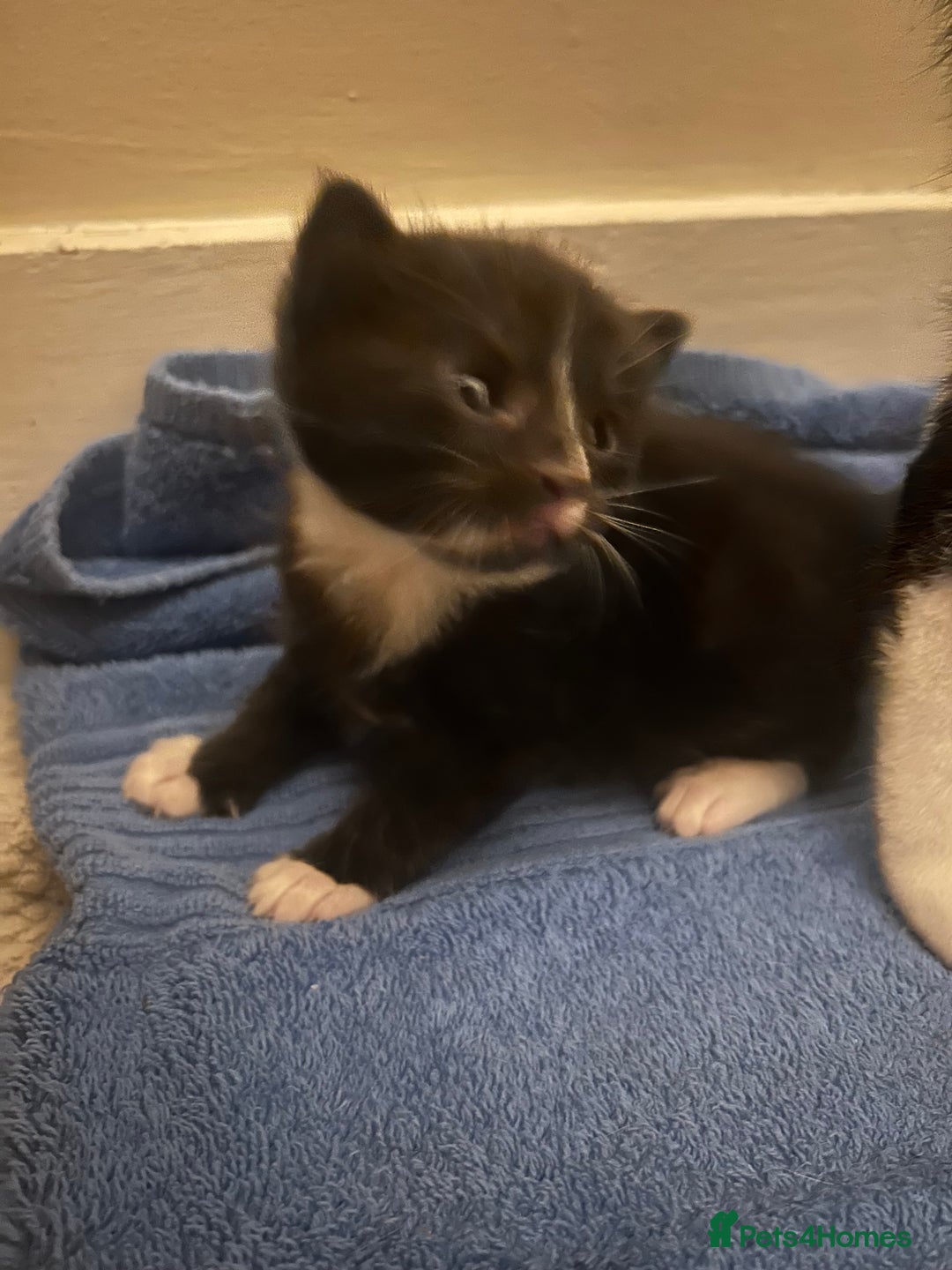 Mixed Breed cats for sale: Mixed litter - Advert 6