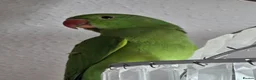 Ringnecks birds for sale: Hand-Reared Baby Indian Ringnecks for Sale  - Advert 10