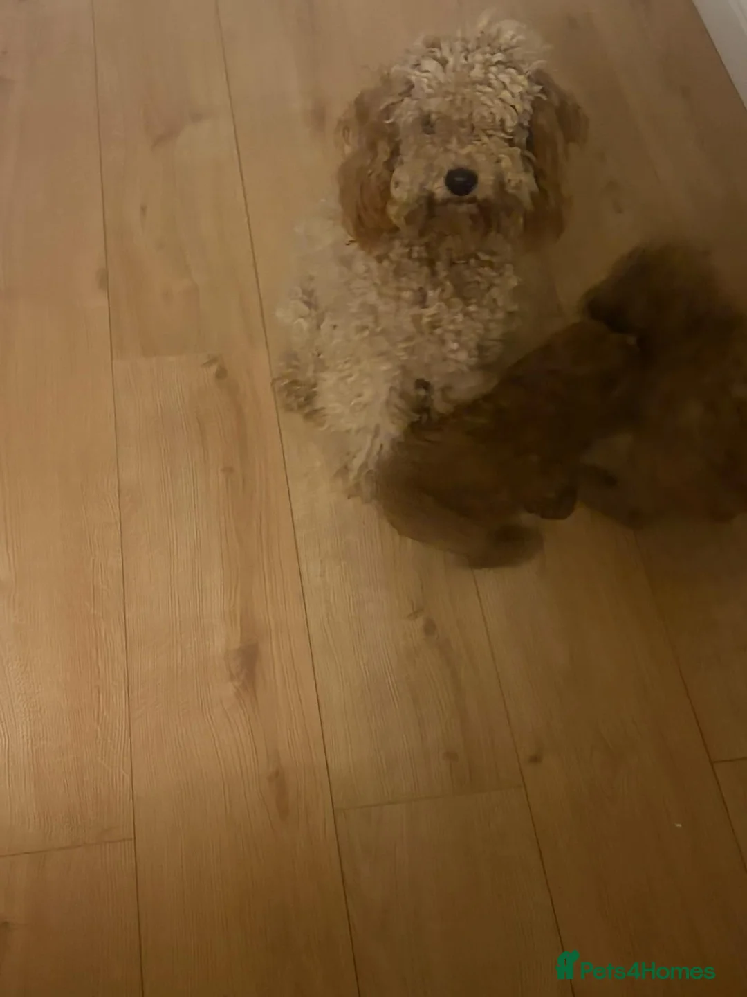 Miniature Poodle dogs for sale: Miniature poodle pups for sale  in Manchester - Advert 2