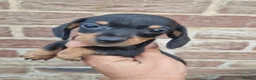Dachshund dogs for sale: Soo cute  - Advert 13