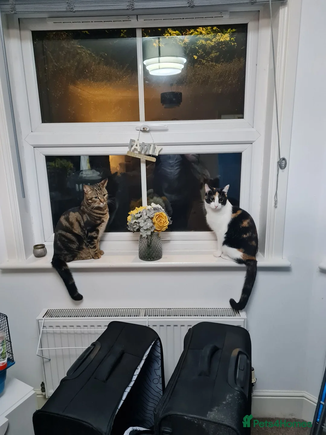Mixed Breed cats for sale: 3 year old male and female cat - Advert 1