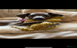 Italian Greyhound dogs for stud: Proven boy available for stud - Image 6