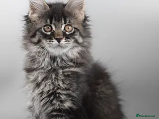 Maine Coon cats Outstanding Maine Coon Kittens–GCCF Registered - Advert 13