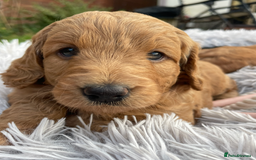 Mini Goldendoodle dogs for sale: Mini Goldendoodle puppies for sale in Abergavenny  - Image 7