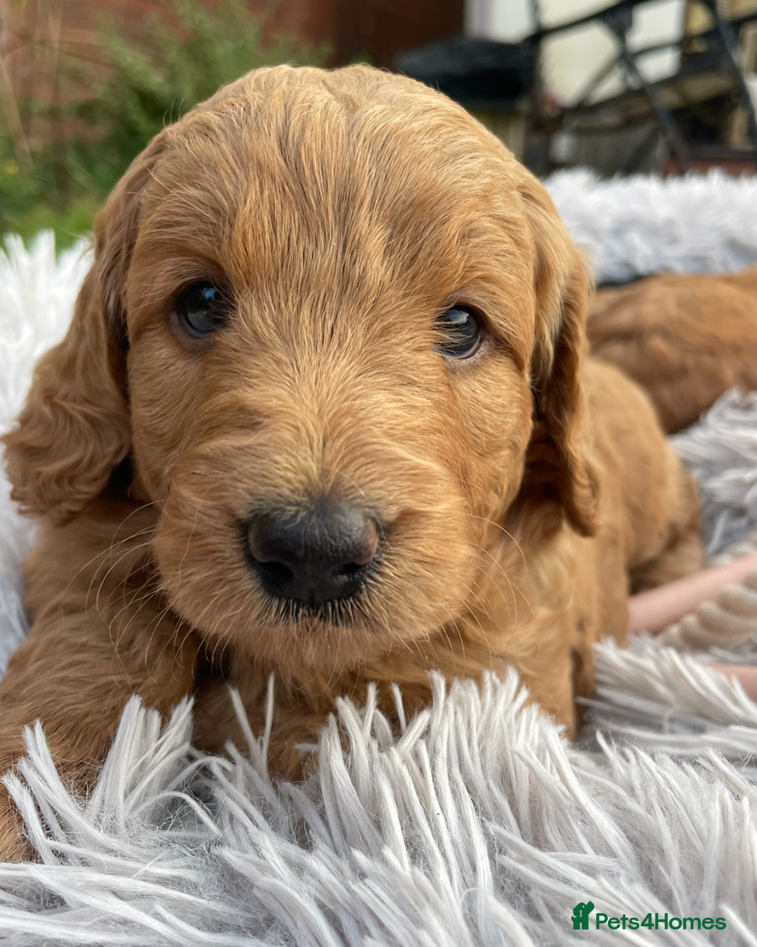 Mini Goldendoodle dogs for sale: Mini Goldendoodle puppies for sale in Abergavenny  - Image 7