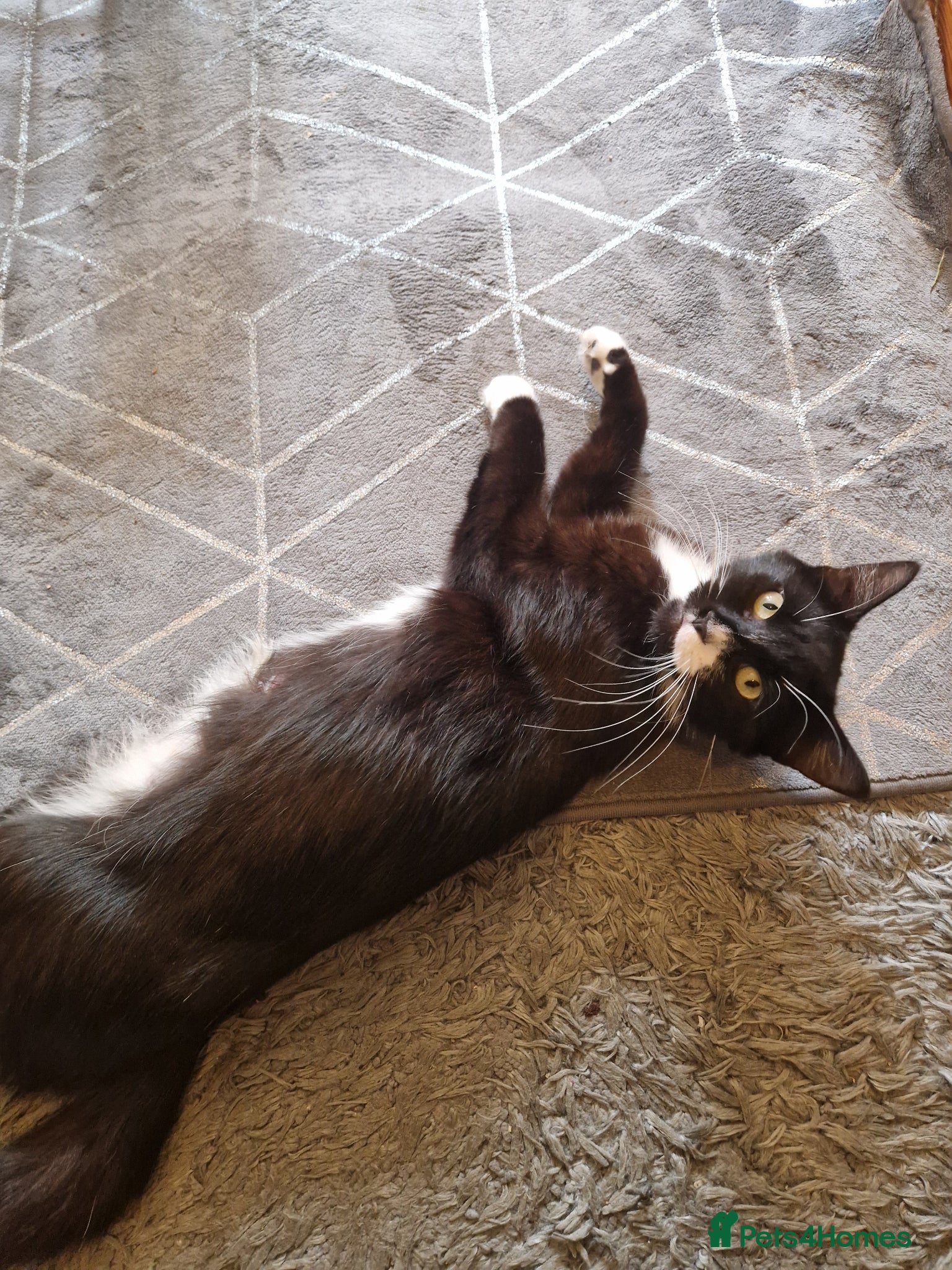 Mixed Breed cats for sale: Cat Tuxedo (Felix) - Advert 2