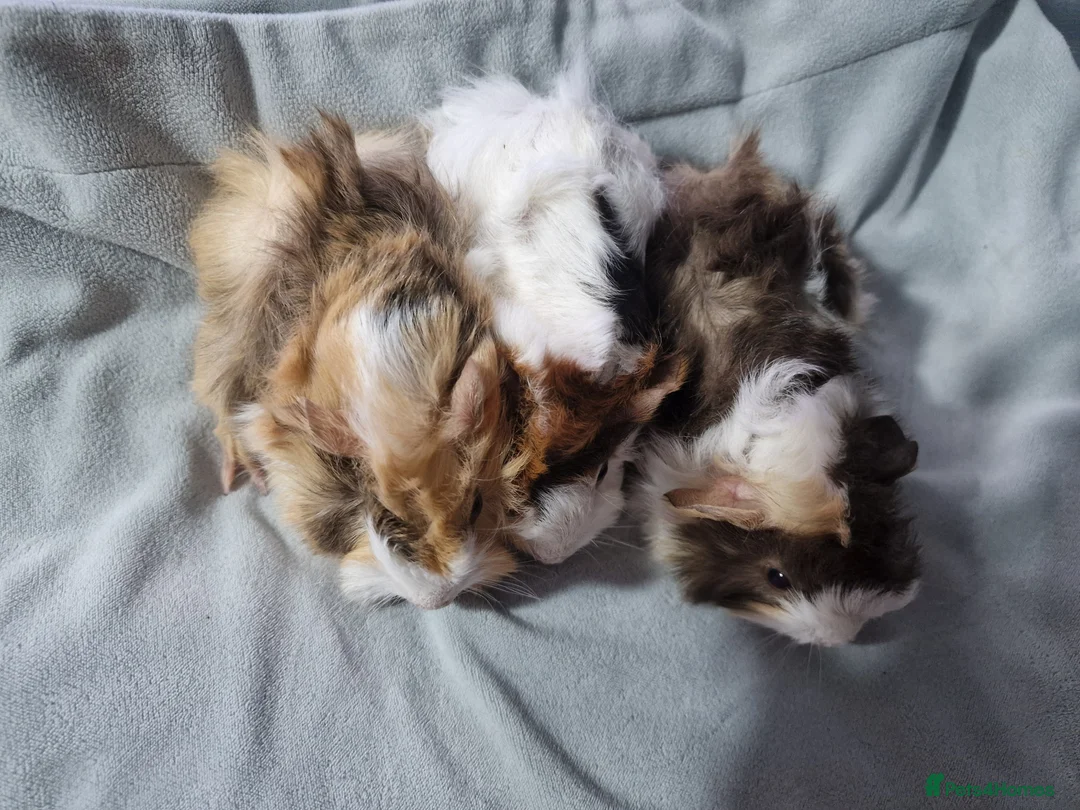 Guinea Pig rodents for sale: Abyssinian Brothers - Advert 6