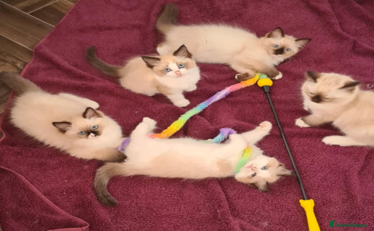 Ragdoll cats - Advert 11