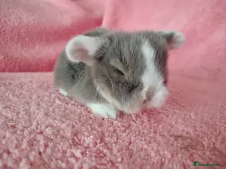 Mini Lop rabbits Baby mini lops for sale - Advert 7