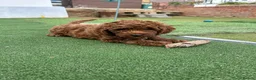 Cockapoo dogs for sale: Adorable F1BB Cockapoos - Advert 12