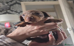 Miniature Dachshund dogs for sale: Miniature dachshunds  - Image 4