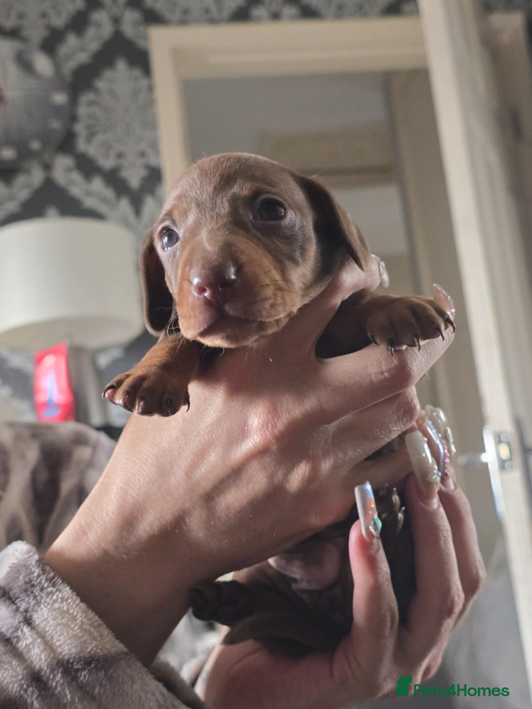 Miniature Dachshund dogs for sale: Miniature dachshunds  - Image 4