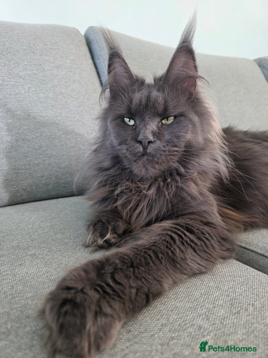 Maine Coon cats for sale: Maine Coon kittens from champion line - Advert 5